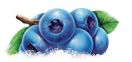 blueberry